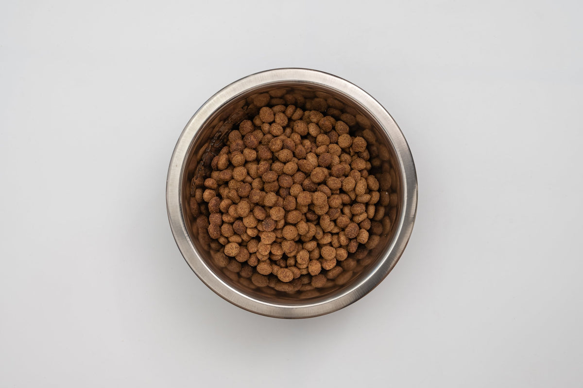Junior Medium - Dog For Medium Breeds